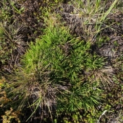 Stylidium montanum at Namadgi National Park - 25 Feb 2024