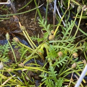 Cotula alpina at Namadgi National Park - 25 Feb 2024