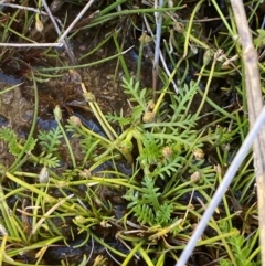 Cotula alpina at Namadgi National Park - 25 Feb 2024