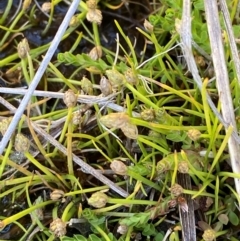 Isolepis crassiuscula (Alpine Club-rush) at Namadgi National Park - 25 Feb 2024 by Tapirlord