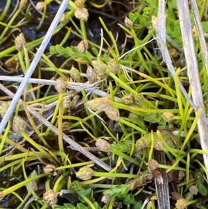 Isolepis crassiuscula at Namadgi National Park - suppressed