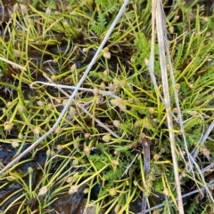 Isolepis crassiuscula at Namadgi National Park - 25 Feb 2024