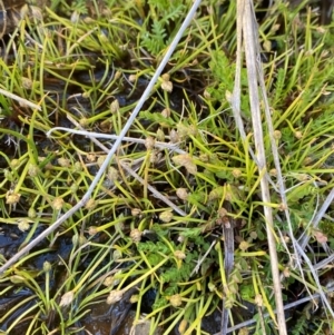 Isolepis crassiuscula at Namadgi National Park - suppressed