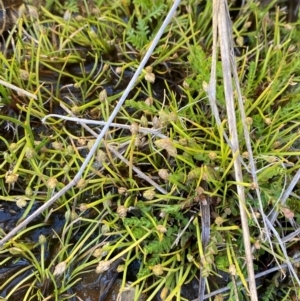 Isolepis crassiuscula at Namadgi National Park - 25 Feb 2024