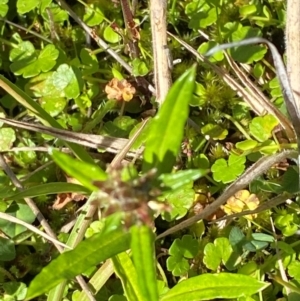 Euchiton limosus at Namadgi National Park - 25 Feb 2024