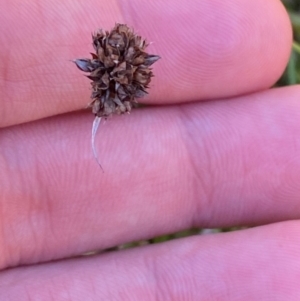 Juncus falcatus at Namadgi National Park - 25 Feb 2024