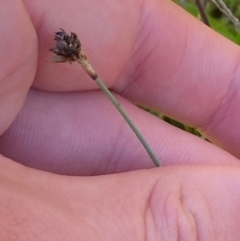 Juncus falcatus at Namadgi National Park - 25 Feb 2024