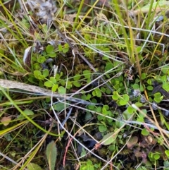 Gonocarpus micranthus subsp. micranthus at Namadgi National Park - 25 Feb 2024