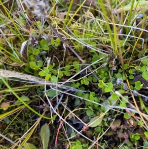 Gonocarpus micranthus subsp. micranthus at Namadgi National Park - 25 Feb 2024