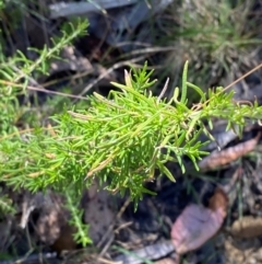 Cassinia aculeata subsp. aculeata (Dolly Bush, Common Cassinia, Dogwood) at Namadgi National Park - 24 Feb 2024 by Tapirlord