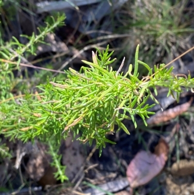 Cassinia aculeata subsp. aculeata (Dolly Bush, Common Cassinia, Dogwood) at Cotter River, ACT - 24 Feb 2024 by Tapirlord