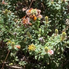 Oxylobium ellipticum (Common Shaggy Pea) at Namadgi National Park - 25 Feb 2024 by Tapirlord