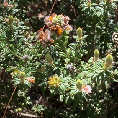 Oxylobium ellipticum (Common Shaggy Pea) at Namadgi National Park - 25 Feb 2024 by Tapirlord