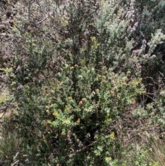 Oxylobium ellipticum at Namadgi National Park - 25 Feb 2024