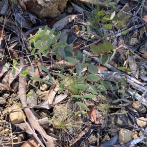 Eucalyptus dalrympleana subsp. dalrympleana at Namadgi National Park - 25 Feb 2024