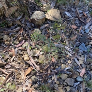 Eucalyptus dalrympleana subsp. dalrympleana at Namadgi National Park - 25 Feb 2024