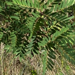 Polyscias sambucifolia subsp. Short leaflets (V.Stajsic 196) Vic. Herbarium (Elderberry Panax, Ornamental Ash, Elderberry Ash) at Namadgi National Park - 24 Feb 2024 by Tapirlord