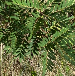 Polyscias sambucifolia subsp. Short leaflets (V.Stajsic 196) Vic. Herbarium at Namadgi National Park - 25 Feb 2024