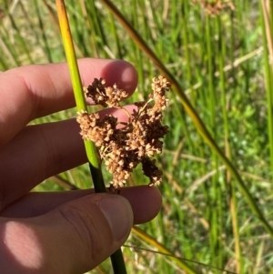 Juncus brevibracteus at Namadgi National Park - 25 Feb 2024