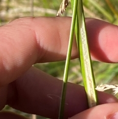 Juncus brevibracteus at Namadgi National Park - 25 Feb 2024