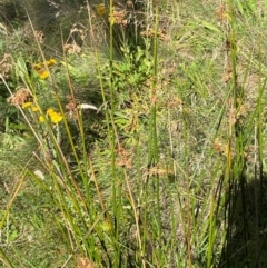 Juncus brevibracteus at Namadgi National Park - suppressed