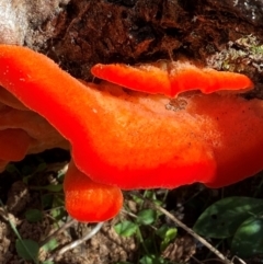 Aurantiporus pulcherrimus (Strawberry bracket) at Namadgi National Park - 25 Feb 2024 by Tapirlord