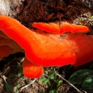 Aurantiporus pulcherrimus at Namadgi National Park - 25 Feb 2024