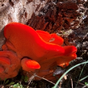 Aurantiporus pulcherrimus at Namadgi National Park - 25 Feb 2024