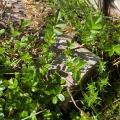 Acaena novae-zelandiae (Bidgee Widgee) at Cotter River, ACT - 24 Feb 2024 by Tapirlord