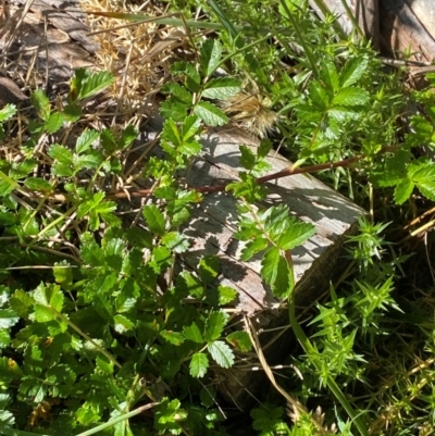 Acaena novae-zelandiae (Bidgee Widgee) at Namadgi National Park - 24 Feb 2024 by Tapirlord