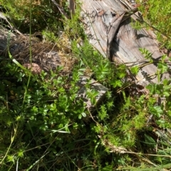 Acaena novae-zelandiae at Namadgi National Park - 25 Feb 2024