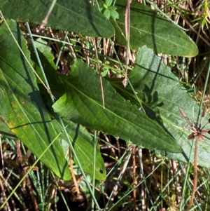 Viola betonicifolia subsp. betonicifolia at Namadgi National Park - 25 Feb 2024