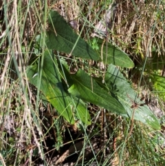 Viola betonicifolia subsp. betonicifolia at Namadgi National Park - 25 Feb 2024