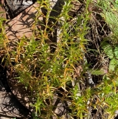 Stellaria pungens (Prickly Starwort) at Namadgi National Park - 25 Feb 2024 by Tapirlord