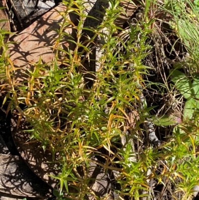 Stellaria pungens (Prickly Starwort) at Namadgi National Park - 24 Feb 2024 by Tapirlord