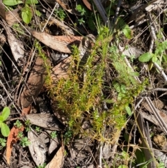 Stellaria pungens at Namadgi National Park - 25 Feb 2024