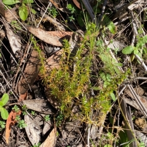 Stellaria pungens at Namadgi National Park - 25 Feb 2024