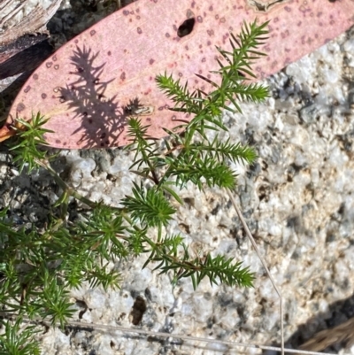 Asperula scoparia (Prickly Woodruff) at Namadgi National Park - 25 Feb 2024 by Tapirlord