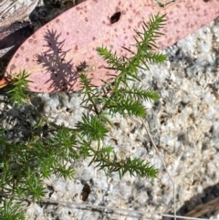 Asperula scoparia (Prickly Woodruff) at Namadgi National Park - 24 Feb 2024 by Tapirlord