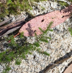 Asperula scoparia at Namadgi National Park - 25 Feb 2024