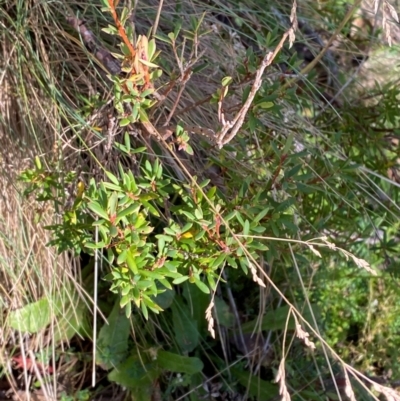 Leucopogon gelidus at Namadgi National Park - 24 Feb 2024 by Tapirlord