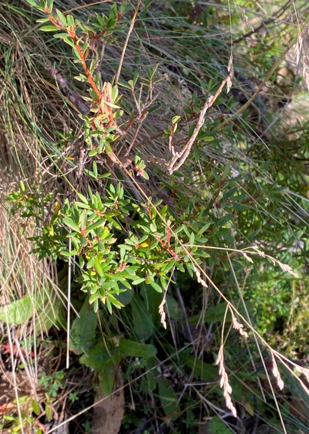 Leucopogon gelidus at Namadgi National Park - Canberra & Southern ...