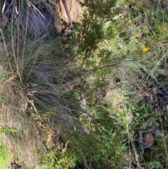 Leucopogon gelidus at Namadgi National Park - 25 Feb 2024