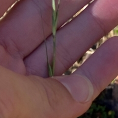 Microlaena stipoides (Weeping Grass) at Namadgi National Park - 24 Feb 2024 by Tapirlord