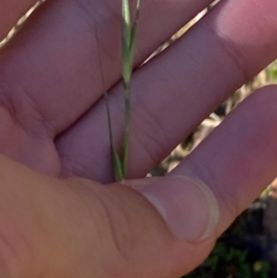 Microlaena stipoides (Weeping Grass) at Namadgi National Park - 25 Feb 2024 by Tapirlord