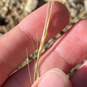 Microlaena stipoides at Namadgi National Park - 25 Feb 2024