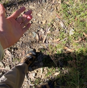 Microlaena stipoides at Namadgi National Park - 25 Feb 2024