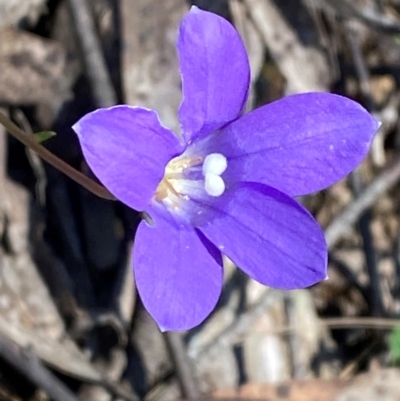 Wahlenbergia gloriosa (Royal Bluebell) at Cotter River, ACT - 24 Feb 2024 by Tapirlord