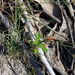 Wahlenbergia gloriosa at Namadgi National Park - 25 Feb 2024