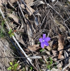 Wahlenbergia gloriosa at Namadgi National Park - 25 Feb 2024